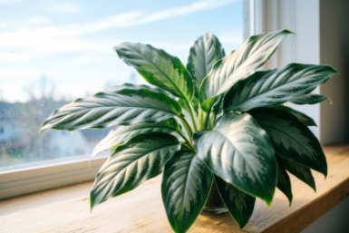 Каждый цветок у меня отправлялся на помойку — аглаонема стала исключением: третий год стоит и даже не думает вянуть
